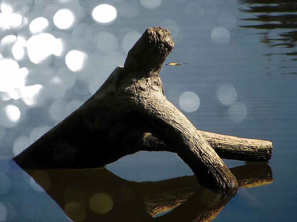 Tree nature sculpture bokeh