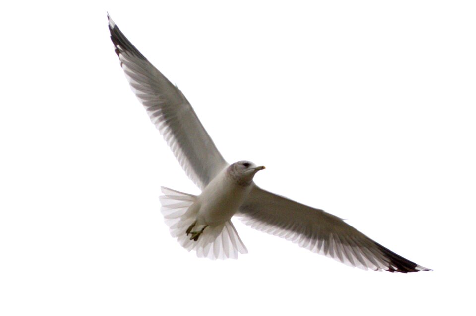 Bird laridae north sea