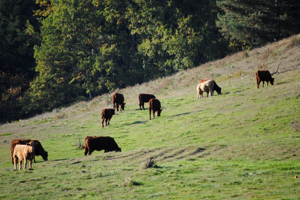 Cattle meadows pasture