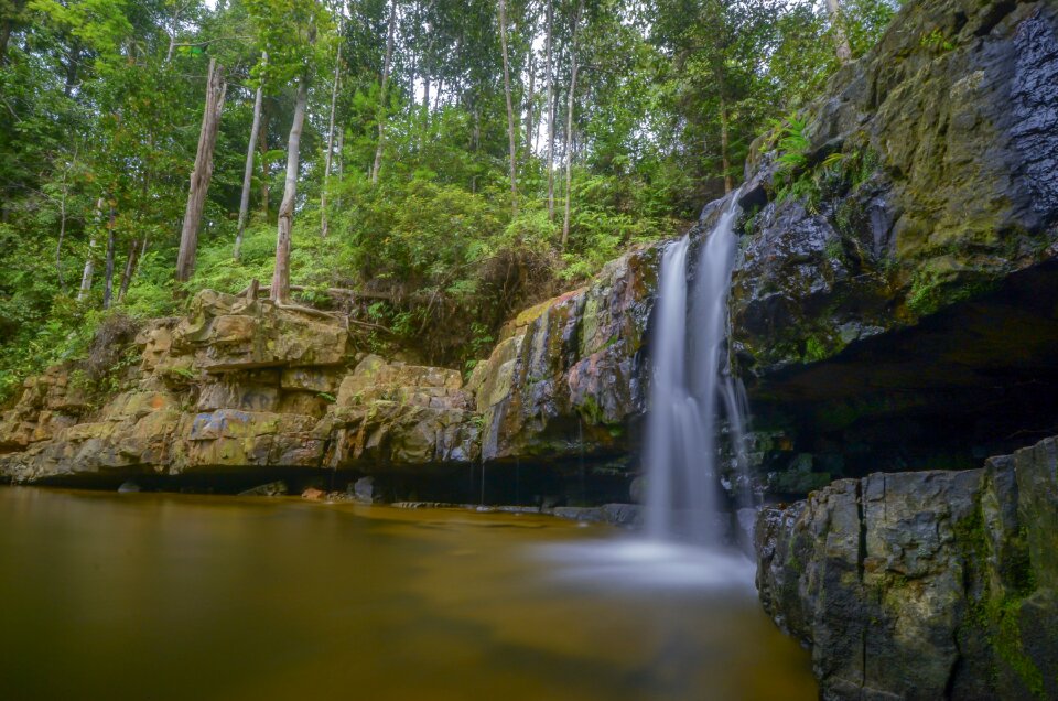 Forest landscape beautiful