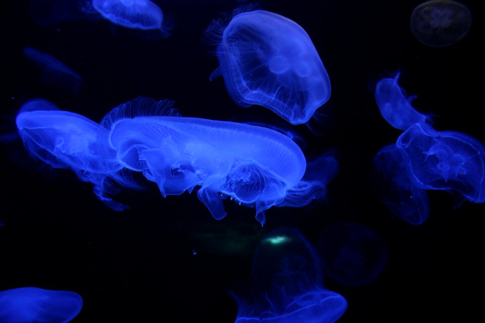 Ocean creature cnidarian