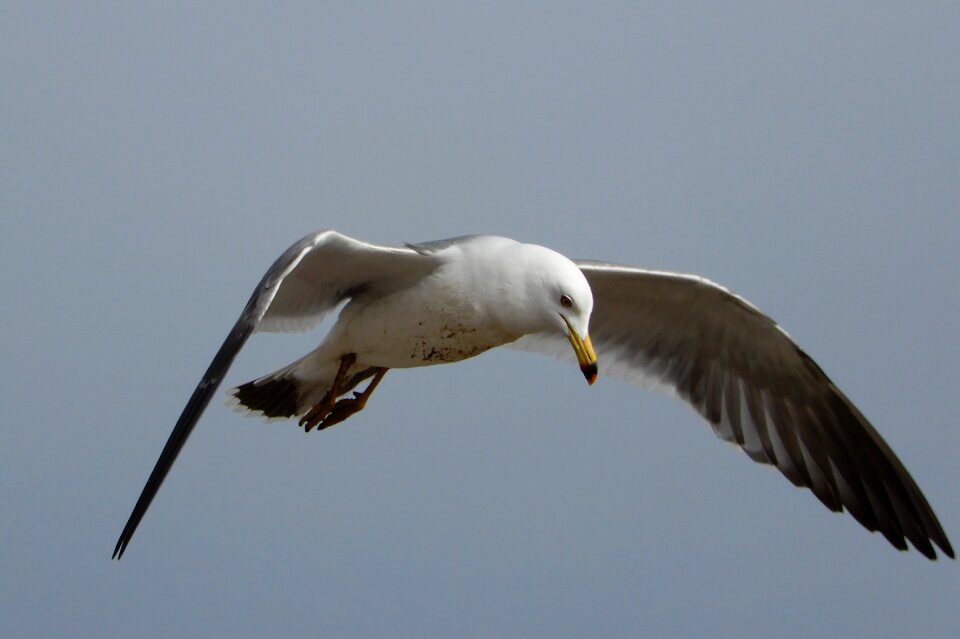 Seagull seabird wild animal