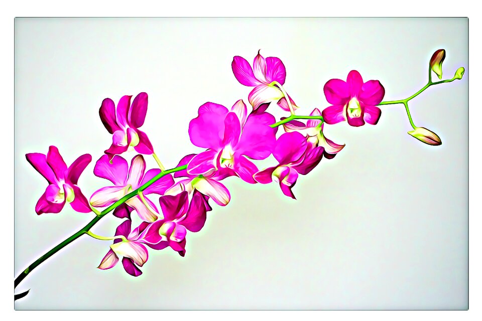 Orchid flower plant