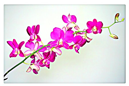 Orchid flower plant
