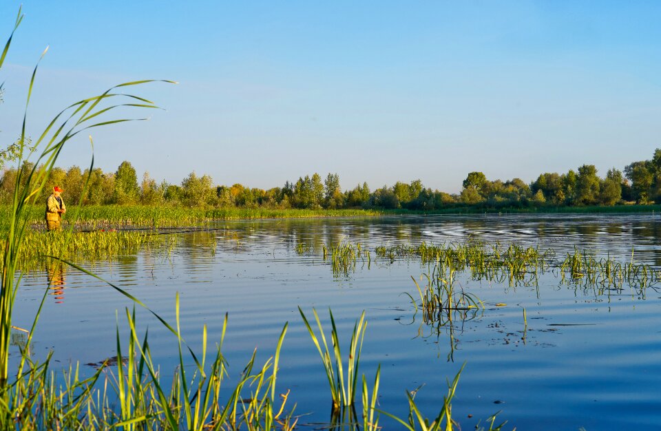 Summer morning reeds