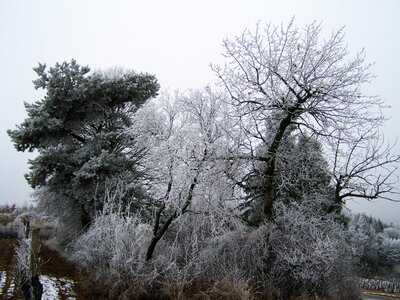 Hoary clump rimy nature