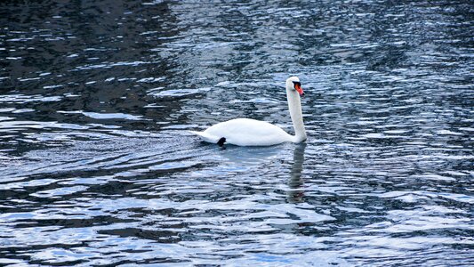 Swimming animal fauna