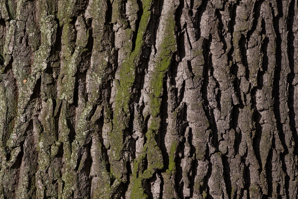 Old oak bast shed bark