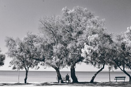 Sea trees seascape