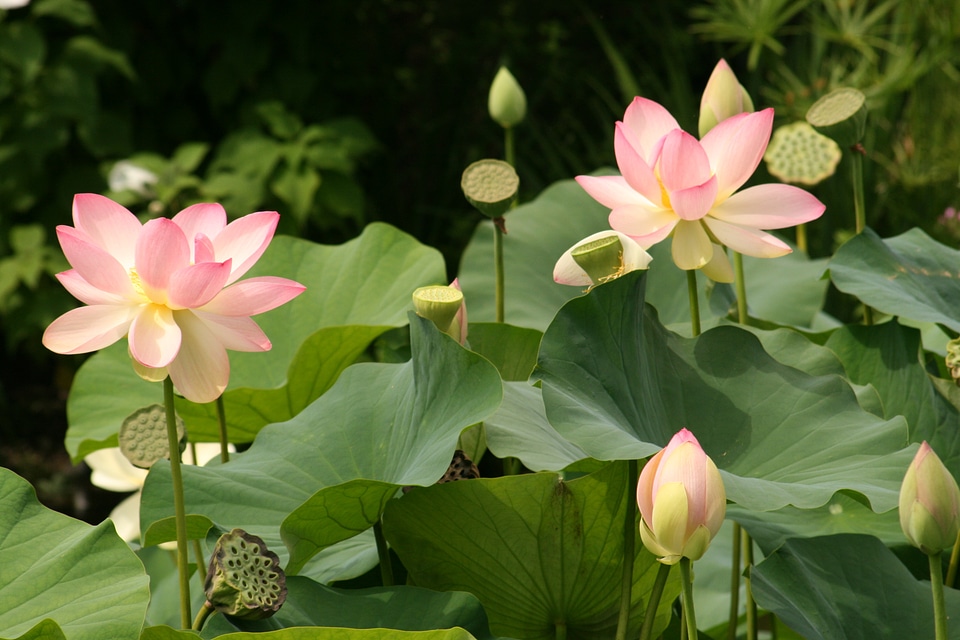 Aquatic plant nature nuphar