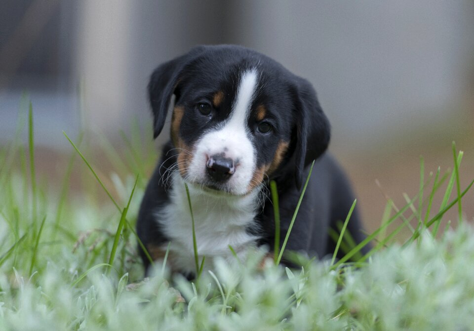 Puppy dog swiss alps