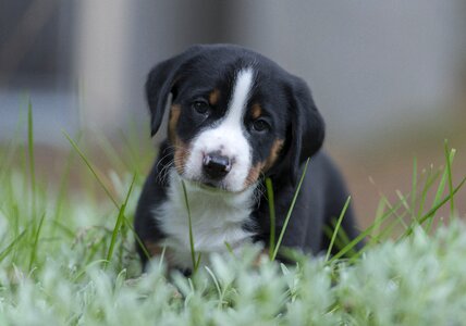 Puppy dog swiss alps