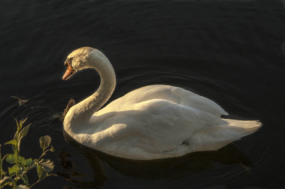 Water dust white feather