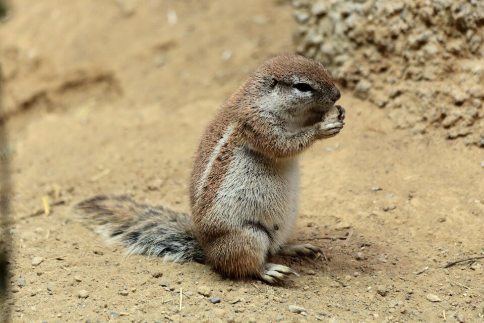 Zoo animals eat sitting