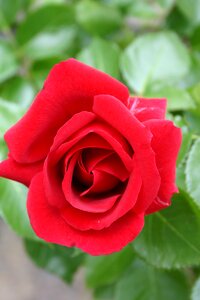 Rose bloom red bloom