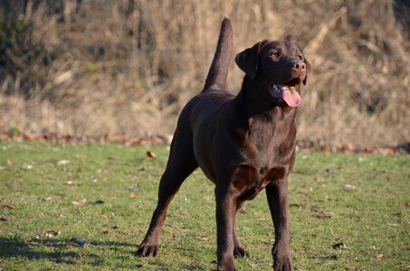 Retriever pet animal photo