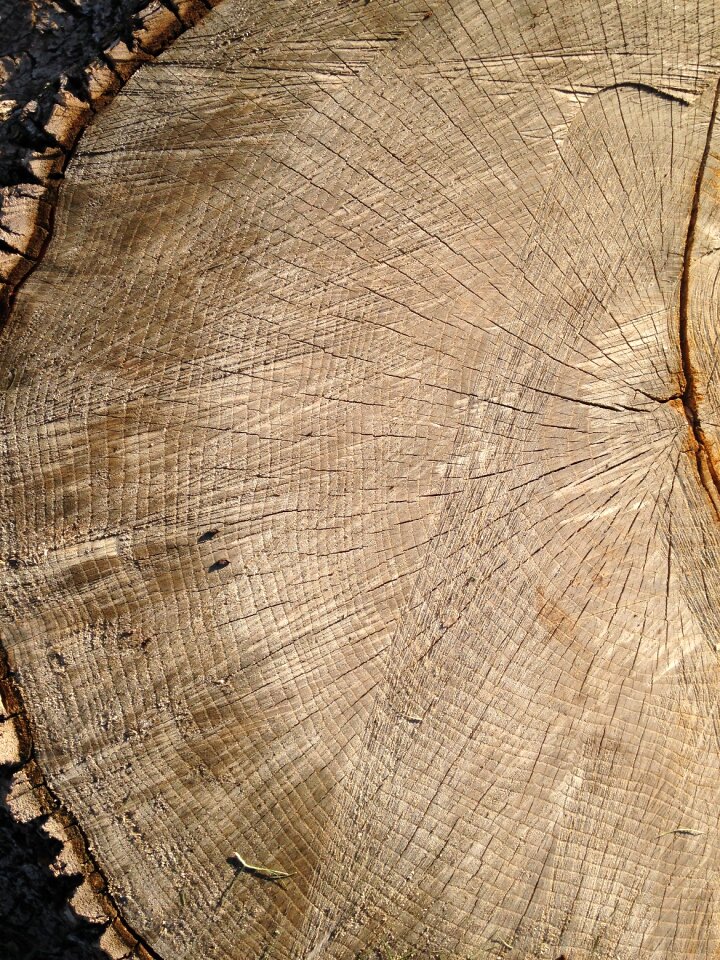 Timber old history