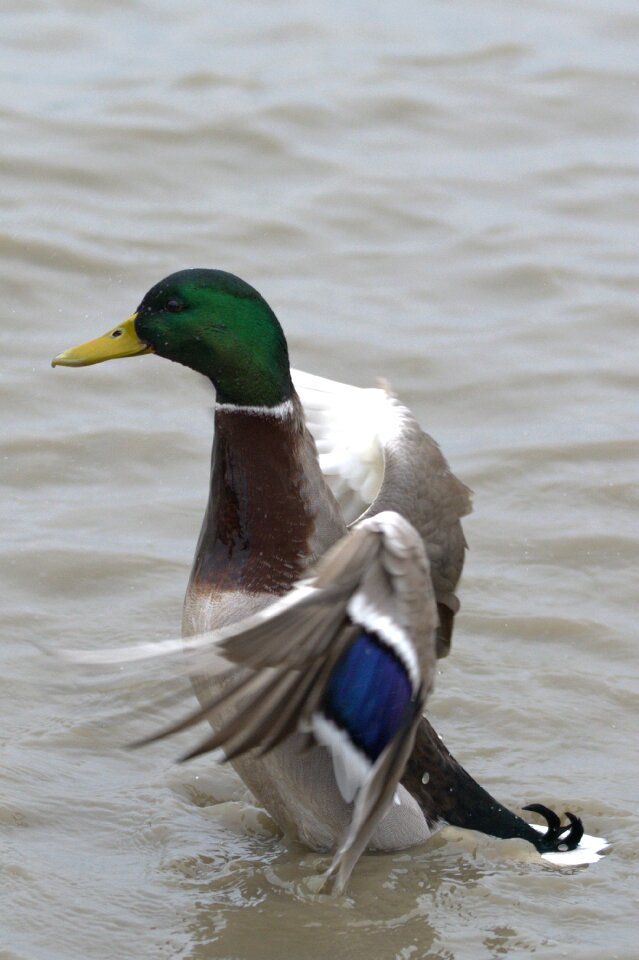 Duck water animal