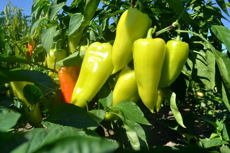 Pepper sweet vegetable