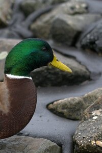 Drake animal animal portrait
