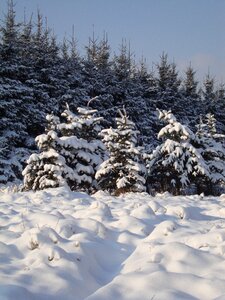 Tree biel landscape photo