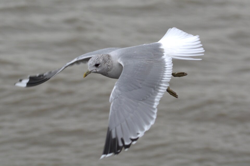Bird laridae north sea