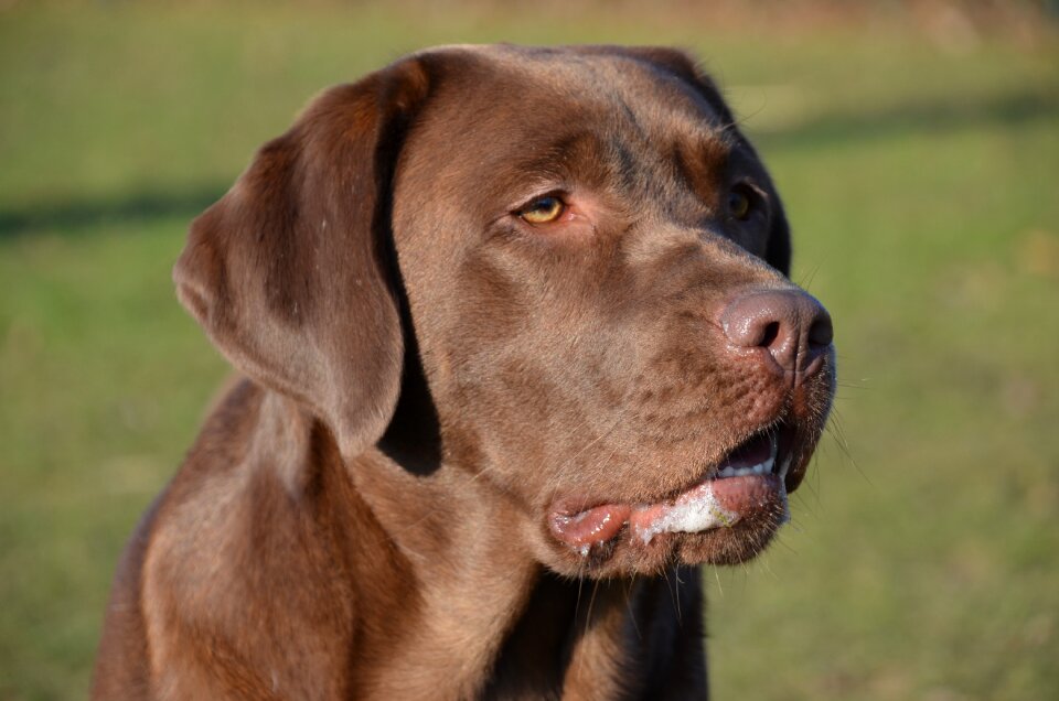 Brown purebred portrait
