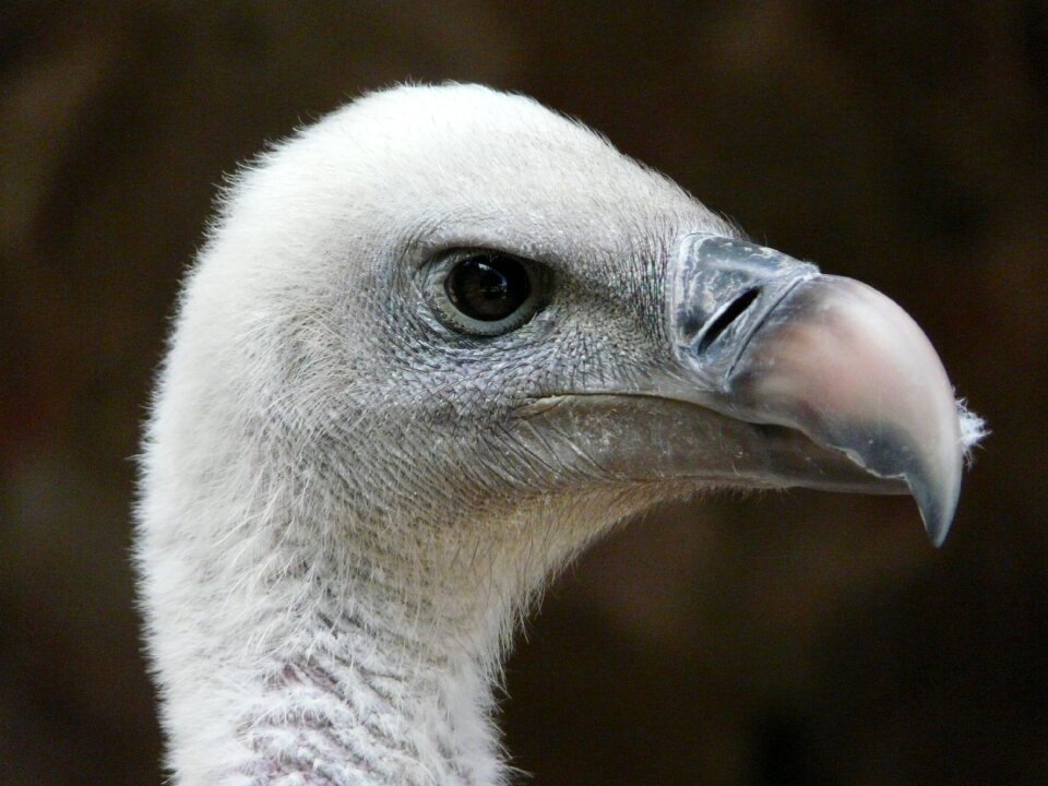 Raptor nature animal