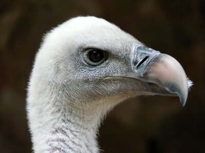 Raptor nature animal photo