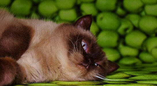 Rest tired mieze