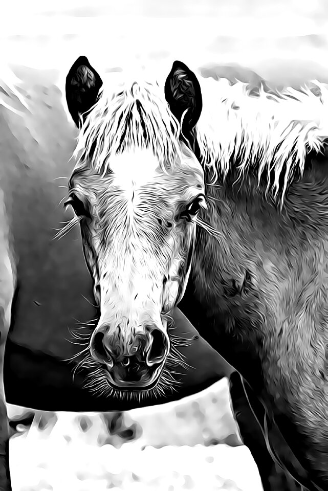 Foal mane eye