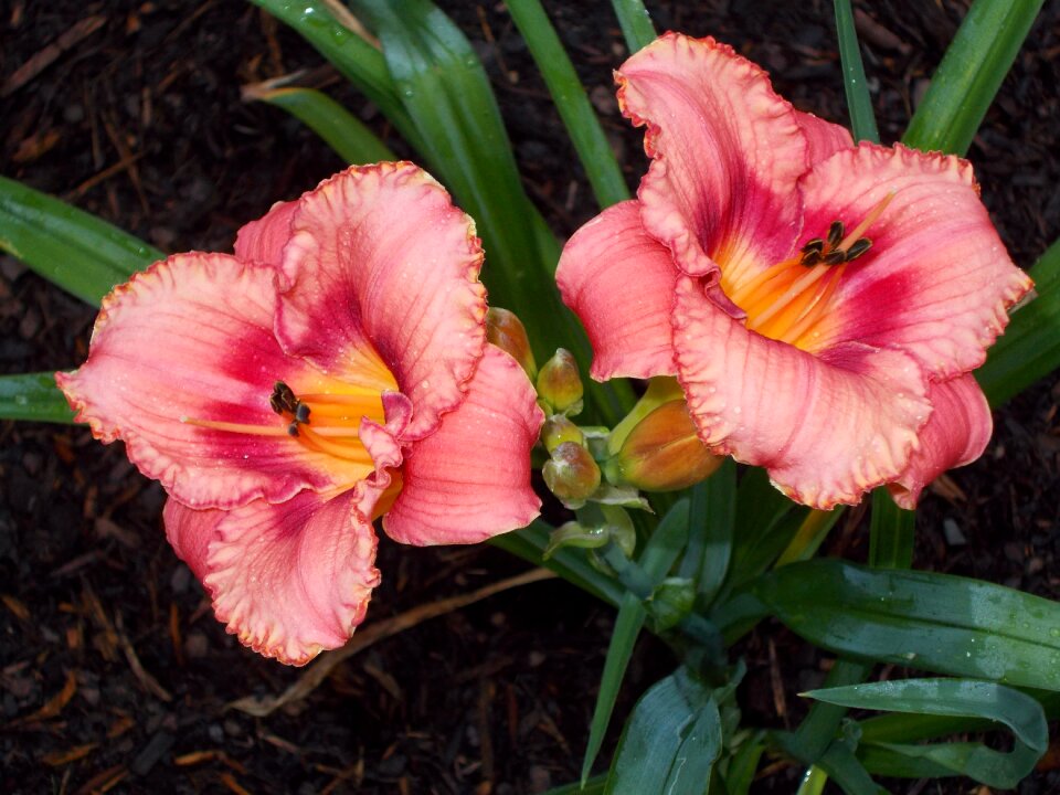 Lily nature spring