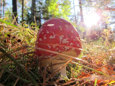 Nature forest red fly agaric mushroom