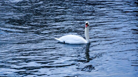 Swimming animal fauna