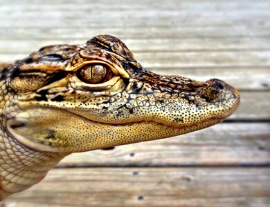 Nature wildlife crocodile