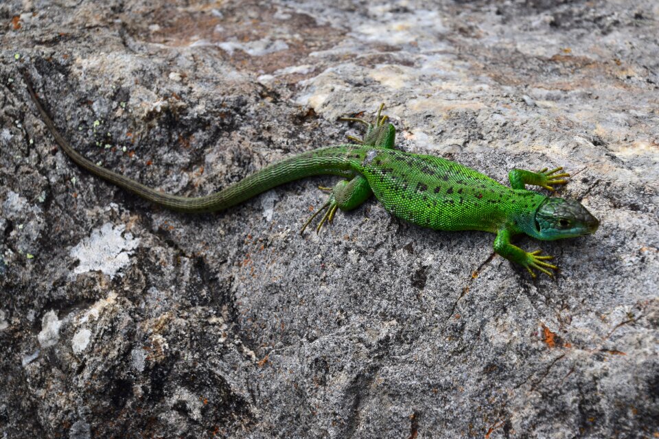 Golden sun reptiles
