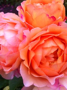 Blossom spring pink