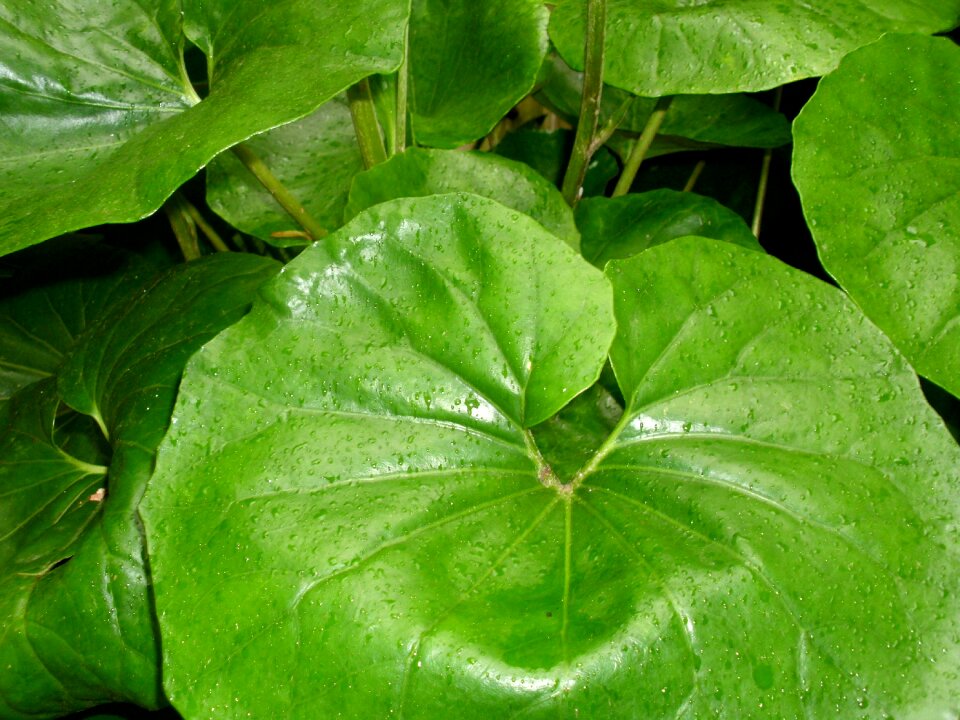 Leaves rain water