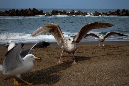 Wave sea gull seagull