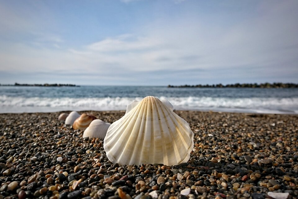 Wave shell pebbles