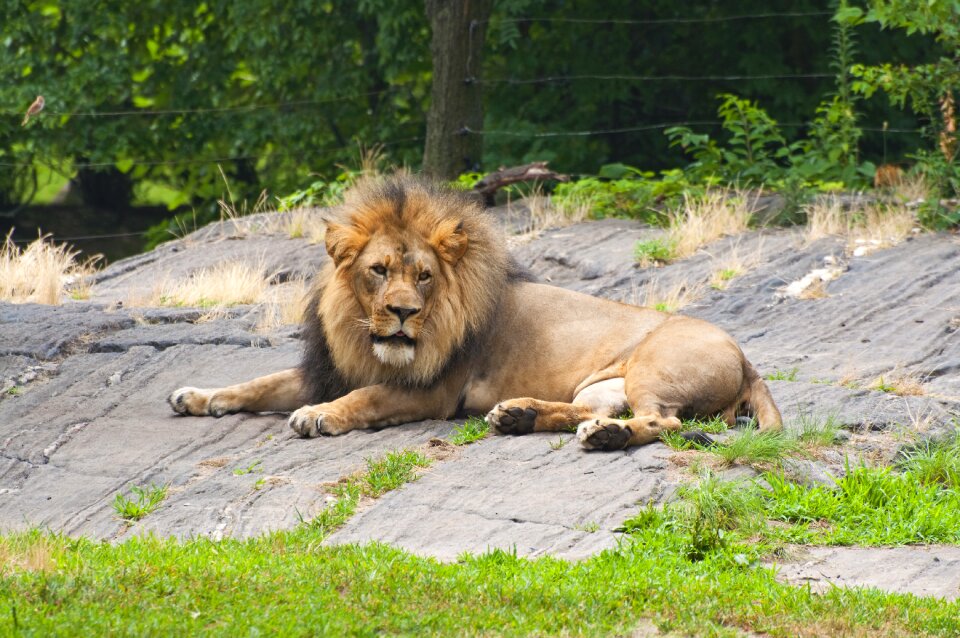 Animals zoo