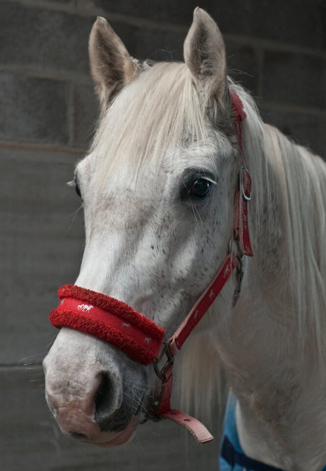 Mare head white