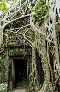 Temple ruins lianas