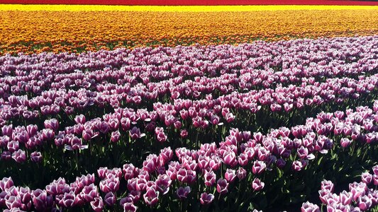 Flower meadow tulips spring