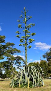 Plant nature flower
