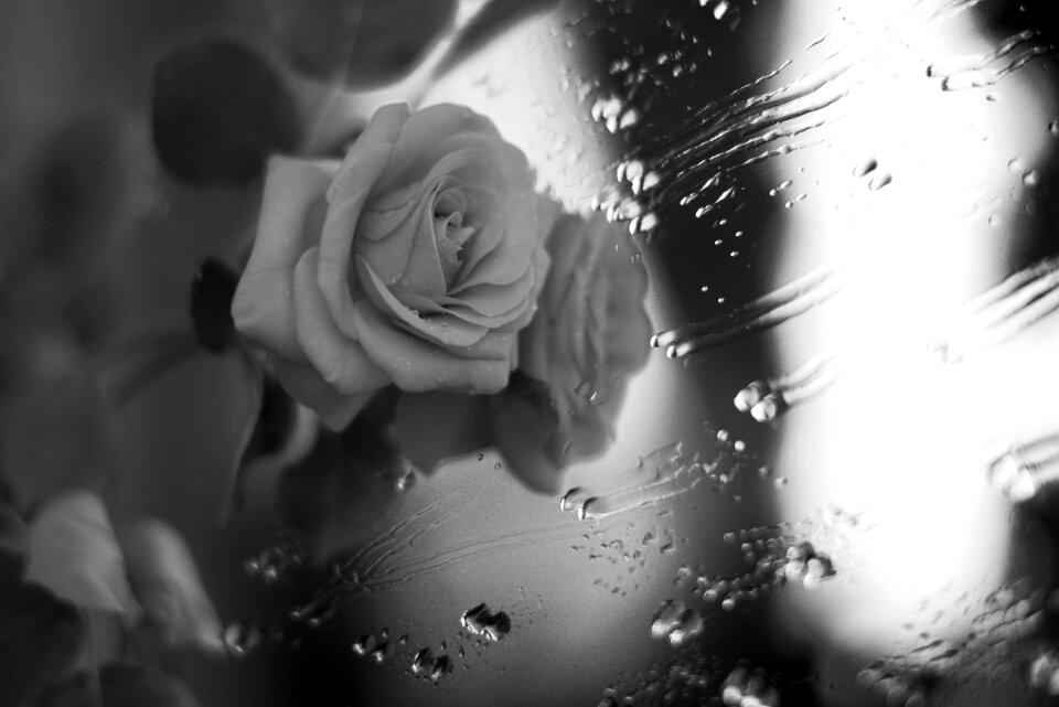 Rosa petals black and white