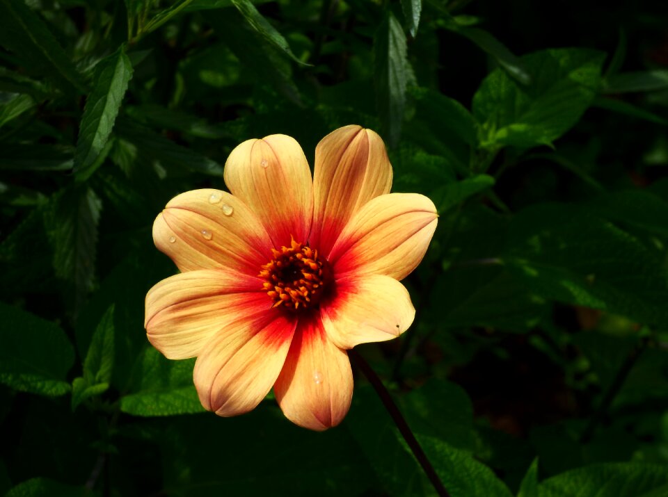 Floral blossom orange photo