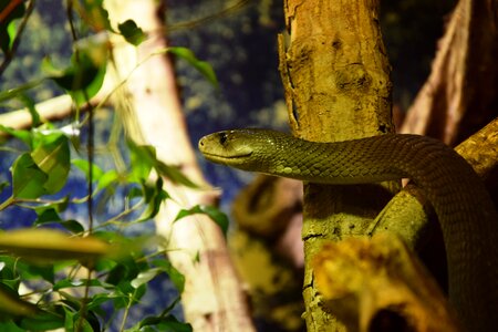 Mamba reptile toxic
