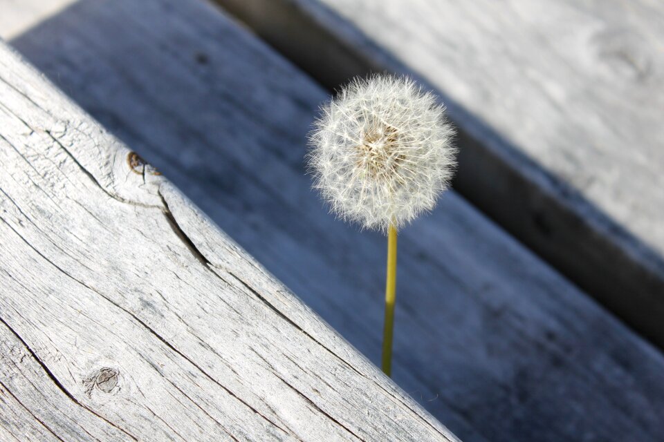 Natural plant soft
