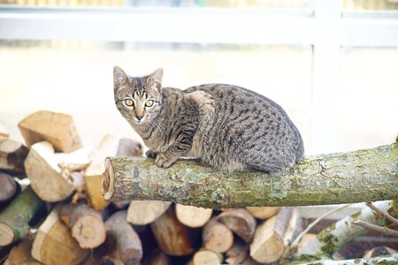 Cats tree trunk wood